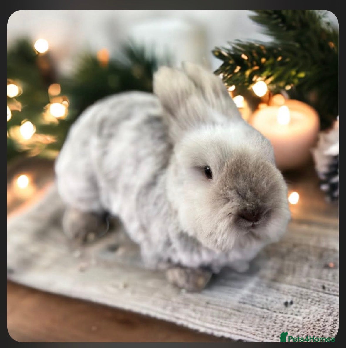 Lionhead rabbits Luna the Lion Head  - Advert 3