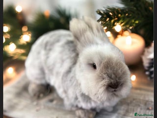 Lionhead rabbits Luna the Lion Head - Advert 1