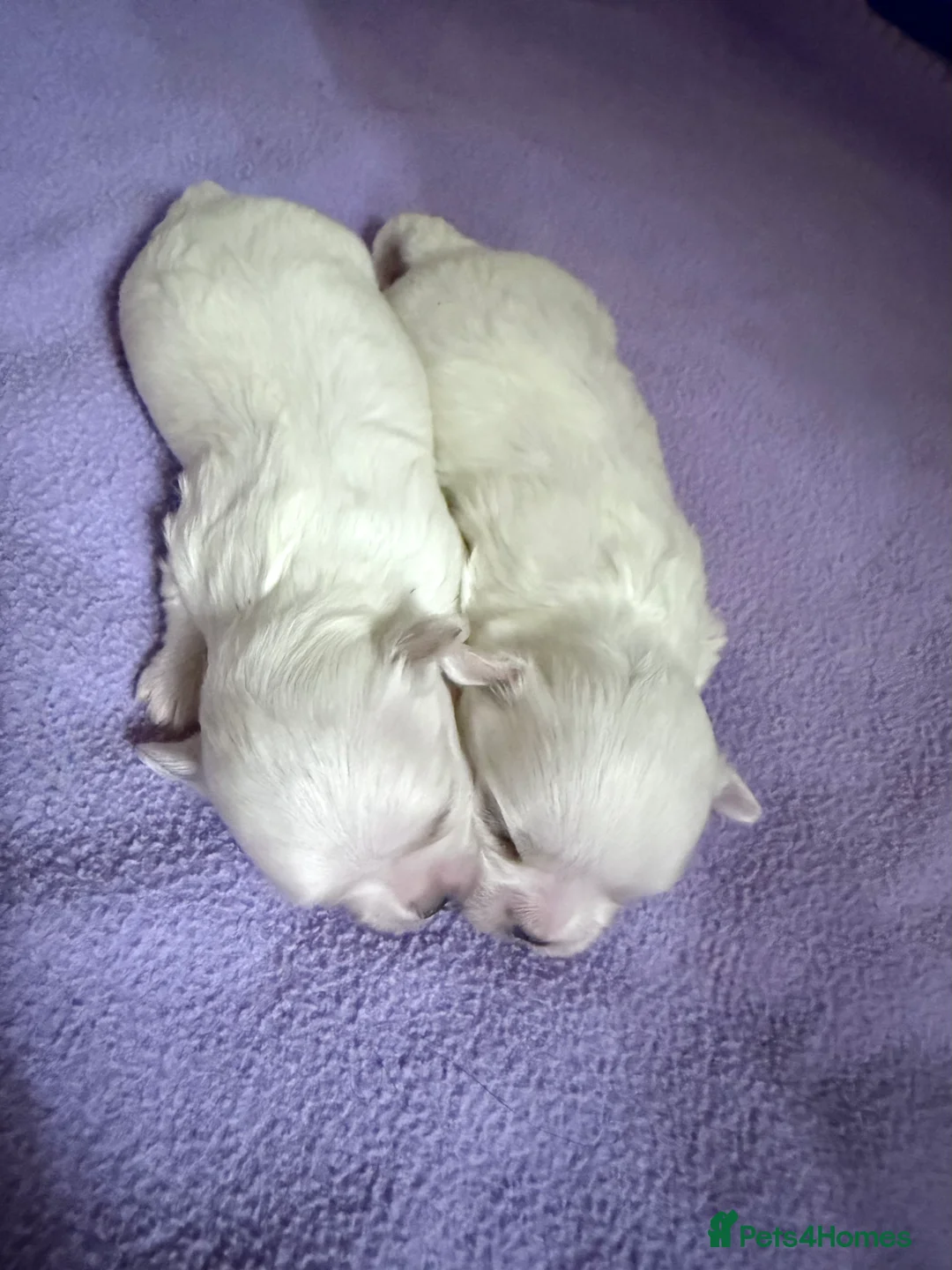 Maltese dogs for sale: Exceptional quality KC reg tiny Maltese  - Advert 12