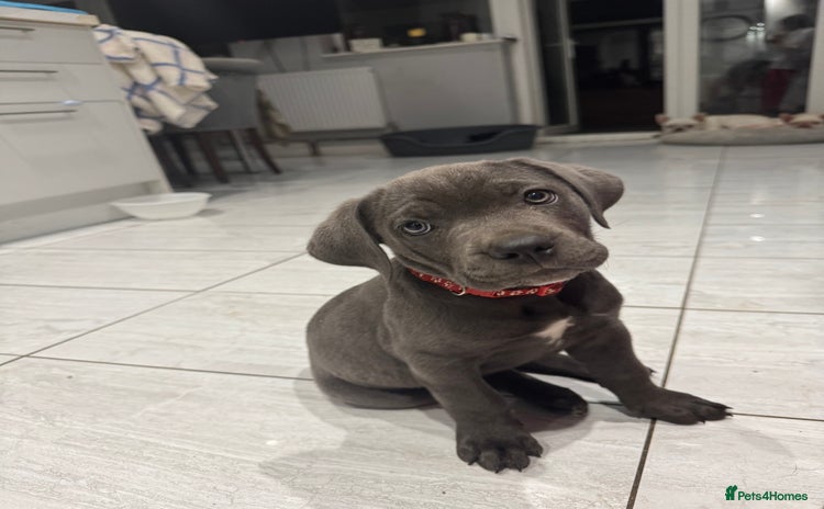 Cane Corso dogs - Advert 10