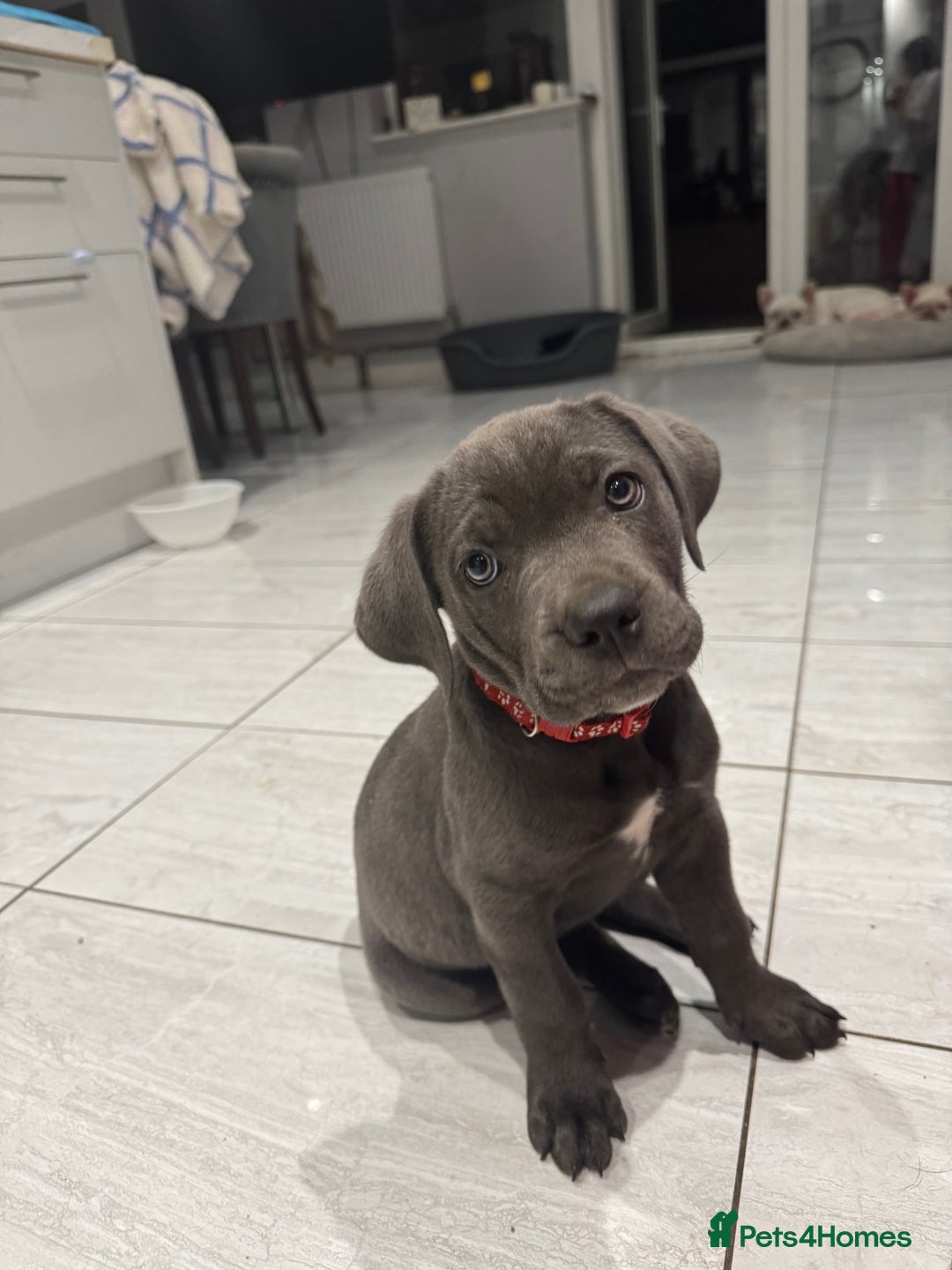 Cane Corso dogs for sale: Cane corso puppies for sale  - Image 1