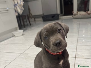Cane Corso dogs - Advert 20
