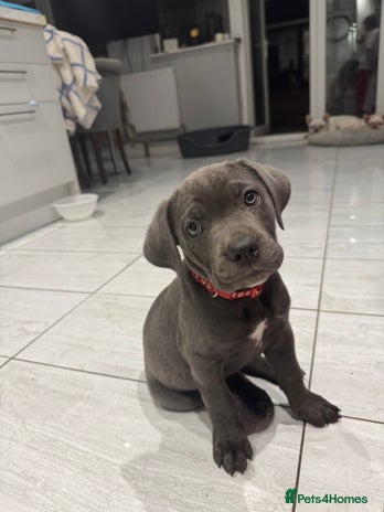 Cane Corso dogs - Advert 3