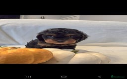 Cavapoo dogs for sale: Cavapoos f1 - Image 7