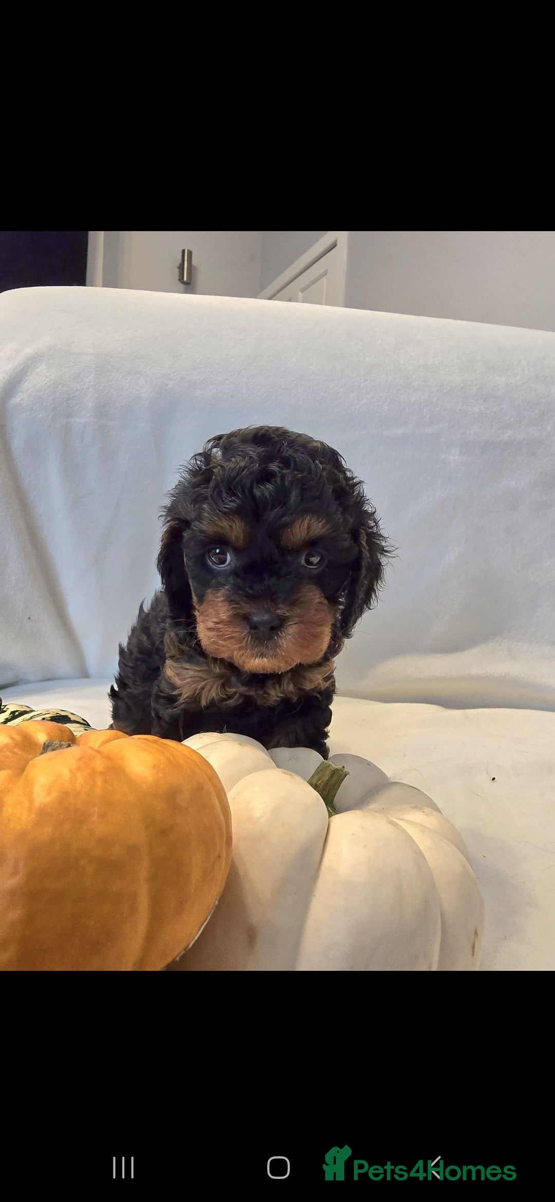 Cavapoo dogs for sale: Cavapoos f1 - Image 7