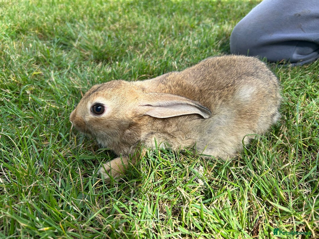 New Zealand rabbits for sale: New Zealand X Harlequin Rabbits- Mixed Litter of 6 - Image 5
