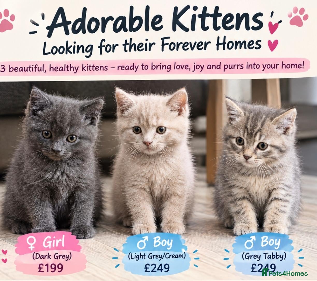 Mixed Breed cats Adorable Kittens –Ready for Their Forever Homes 🐾 - Advert 1