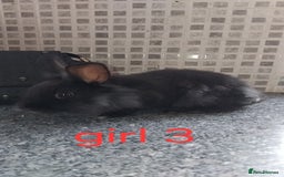 Lionhead rabbits for sale: 5 beautiful lionhead female babies - Image 15