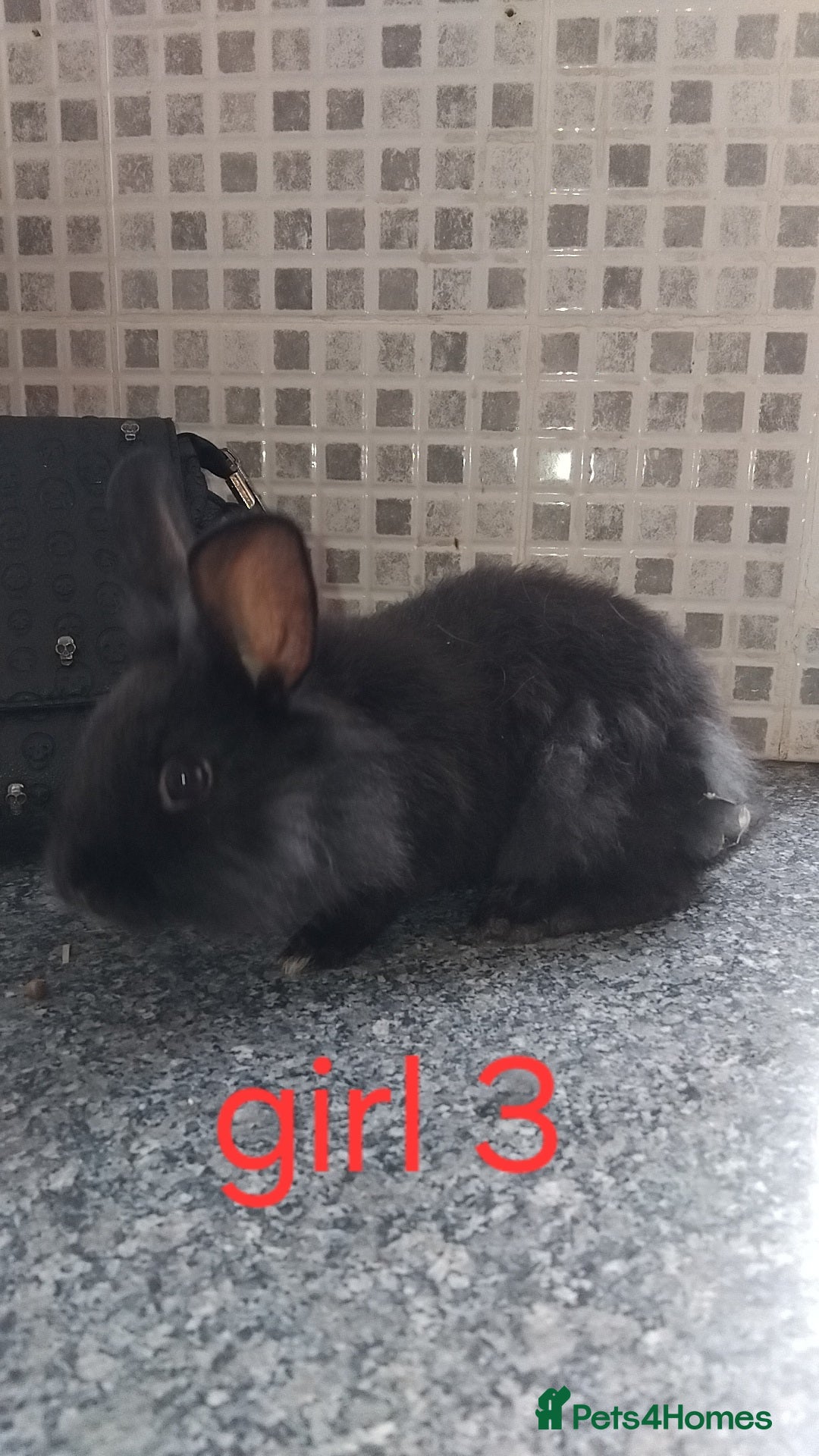 Lionhead rabbits for sale: 5 beautiful lionhead female babies - Image 15