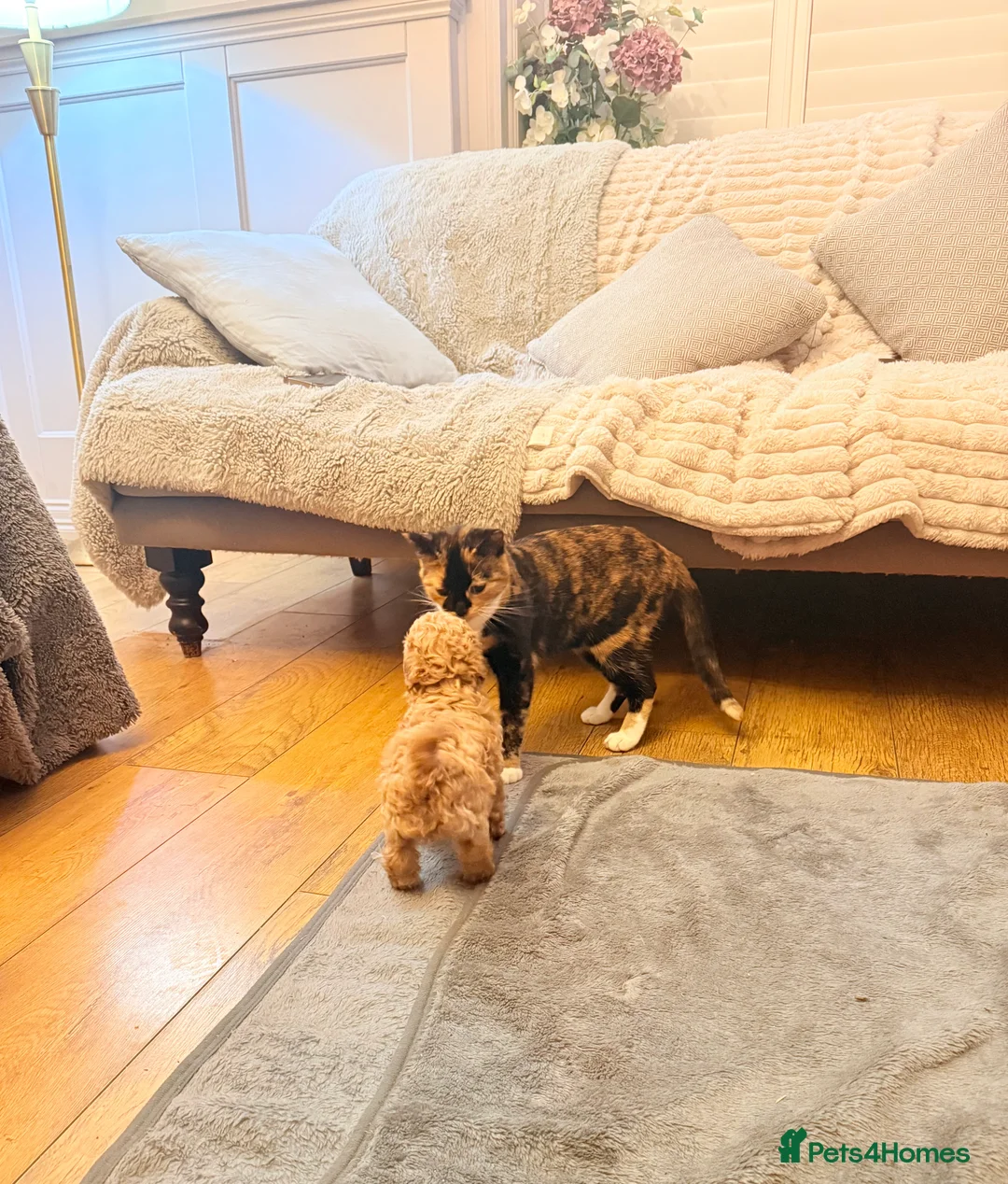 Maltipoo dogs for sale: DNA clear tiny toy F1b maltipoo puppy - Advert 11