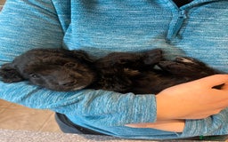 Cockapoo dogs for sale: COCKAPOO PUPPIES  - Image 18