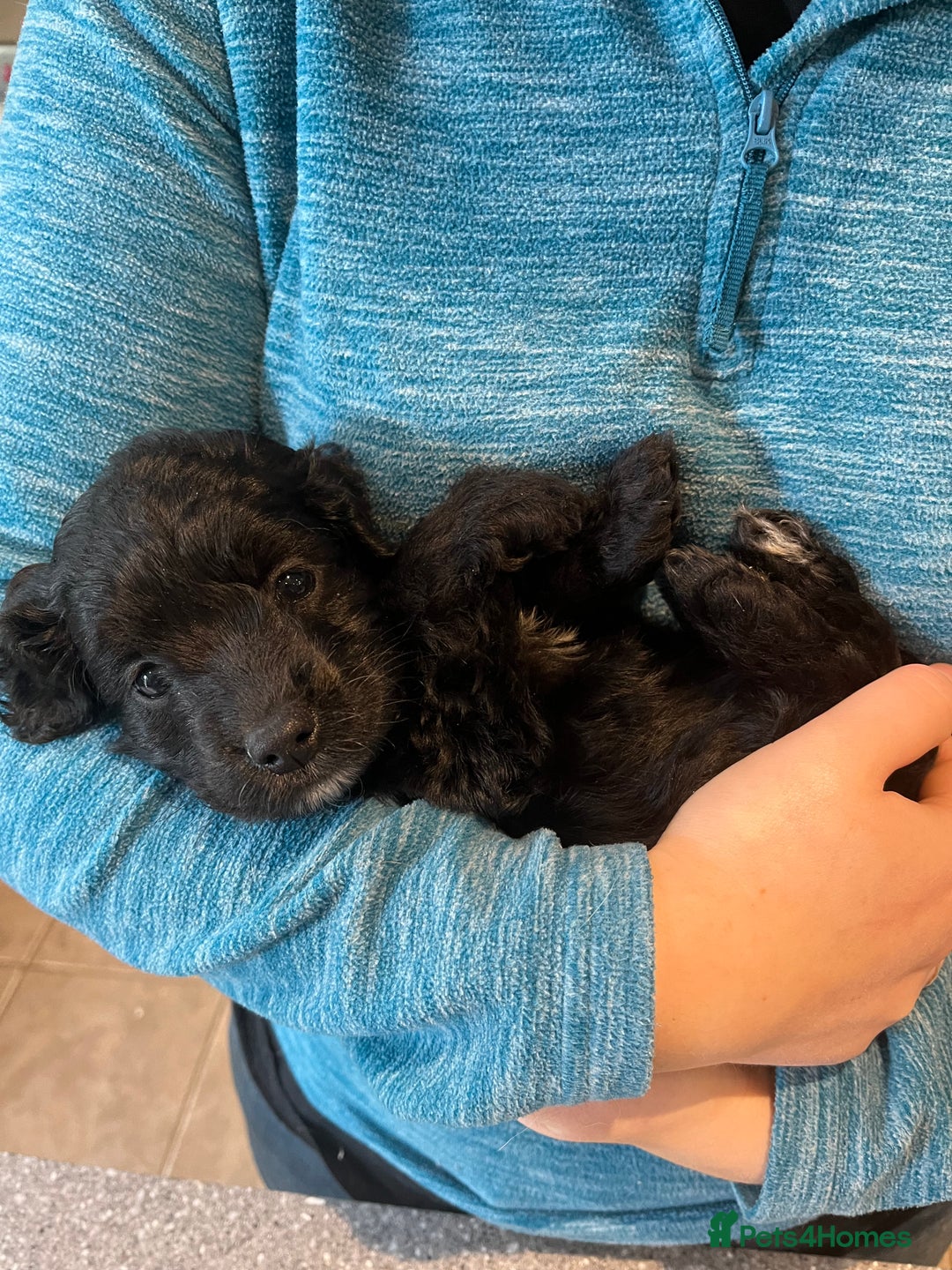 Cockapoo dogs for sale: COCKAPOO PUPPIES  - Image 18