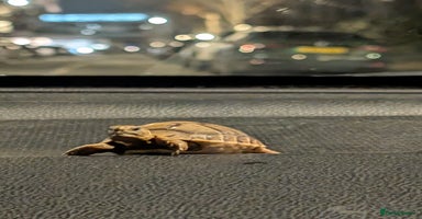 Tortoise reptiles - Advert 4