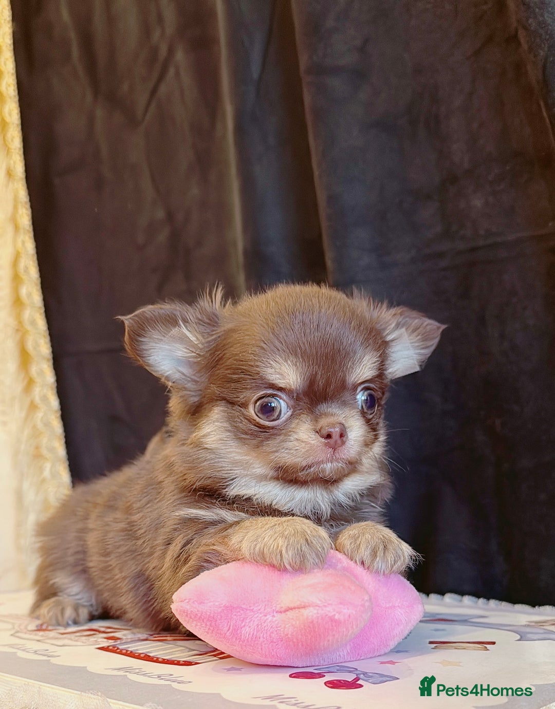 Chihuahua dogs for sale: Long haired chihuahuas - Advert 9