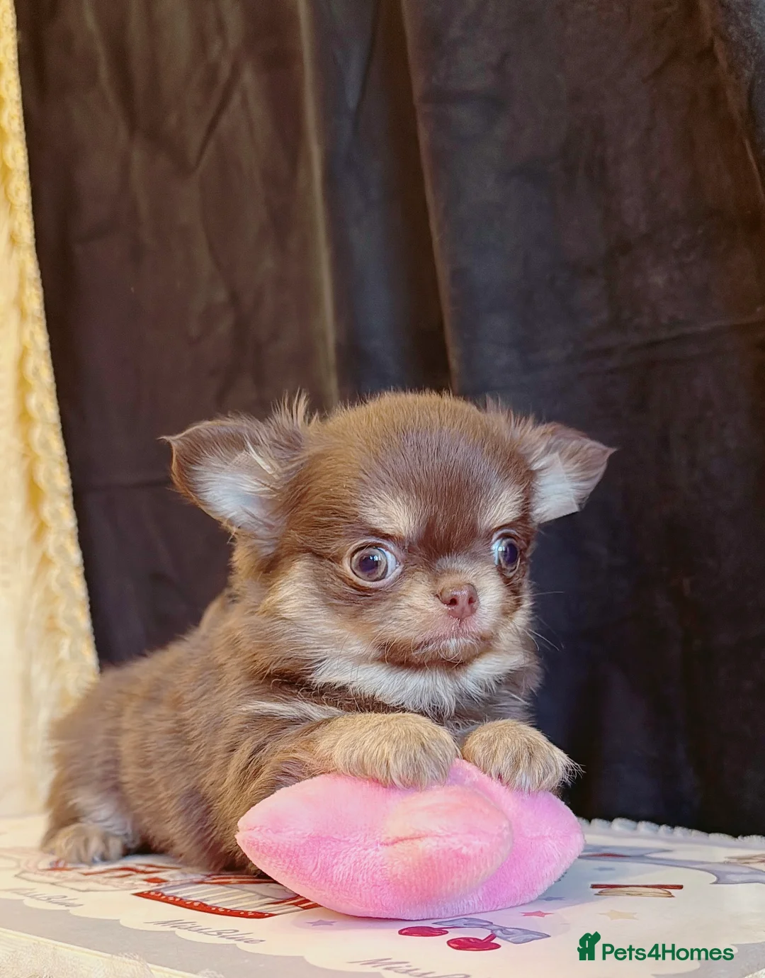 Chihuahua dogs for sale:  🩵only 1 boy available🩵 - Advert 9