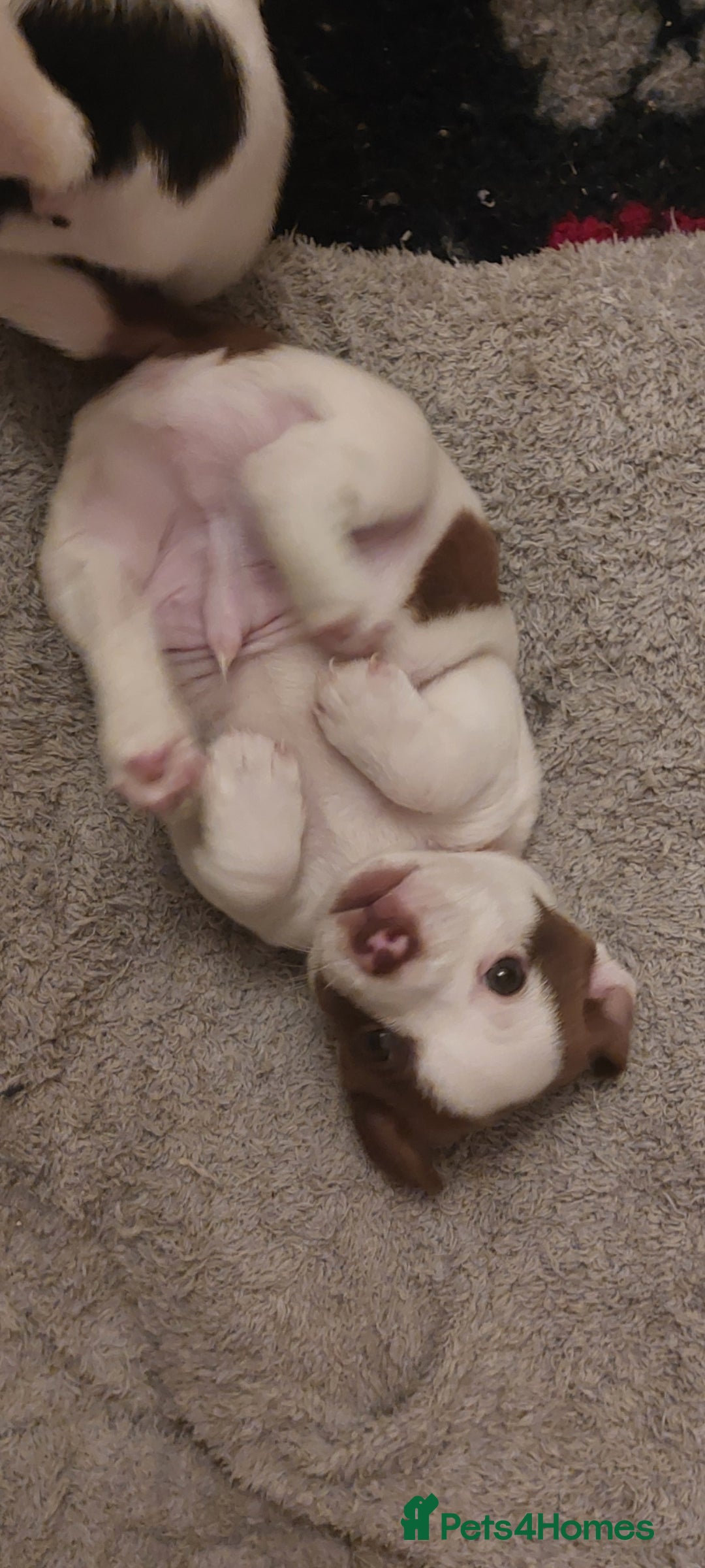 Jack Russell dogs Jack russels  - Advert 3