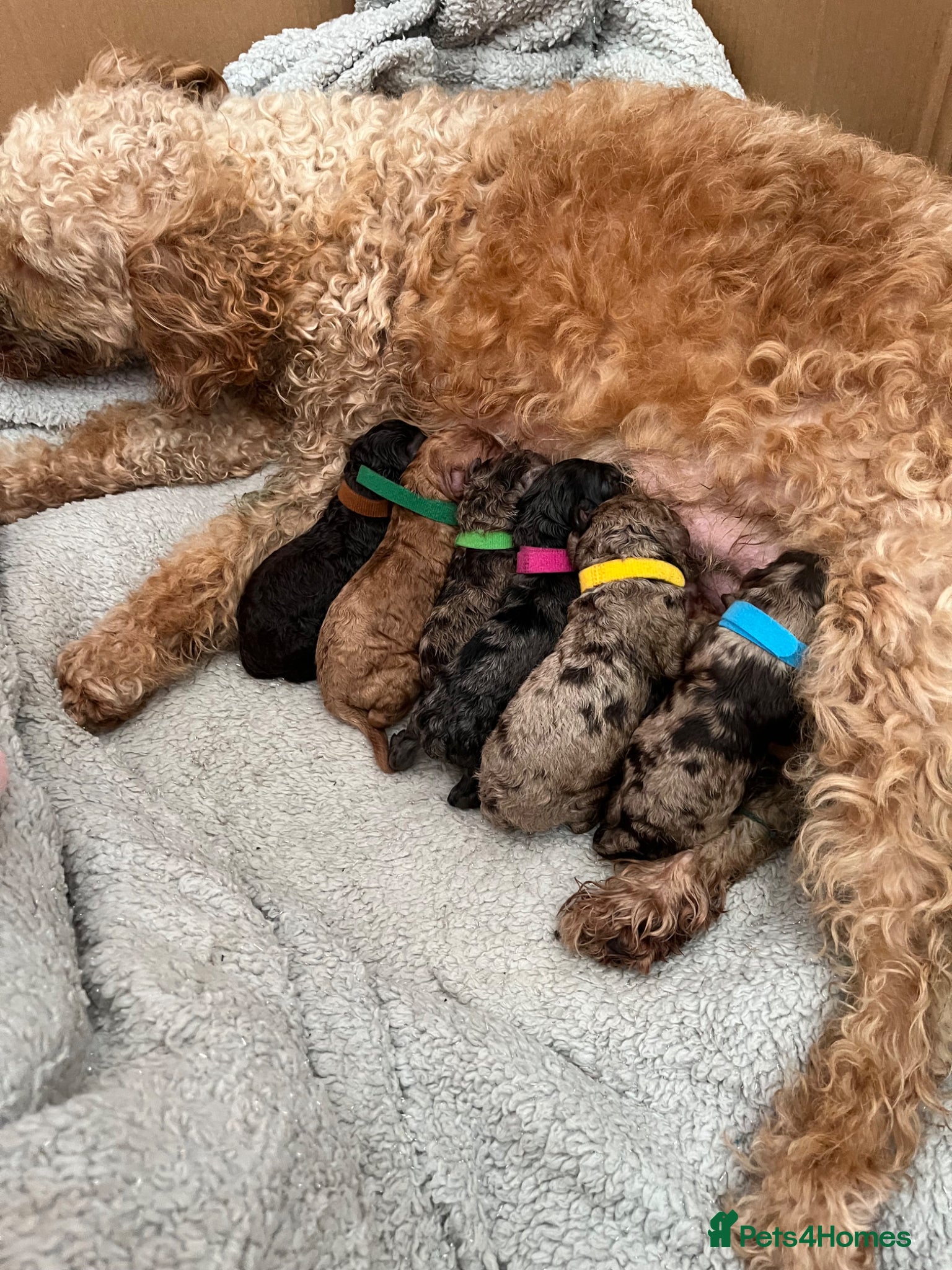 Cockapoo dogs Beautiful Cockapoo puppies  - Advert 10