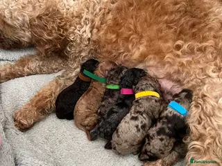 Cockapoo dogs Beautiful Cockapoo puppies - Advert 10