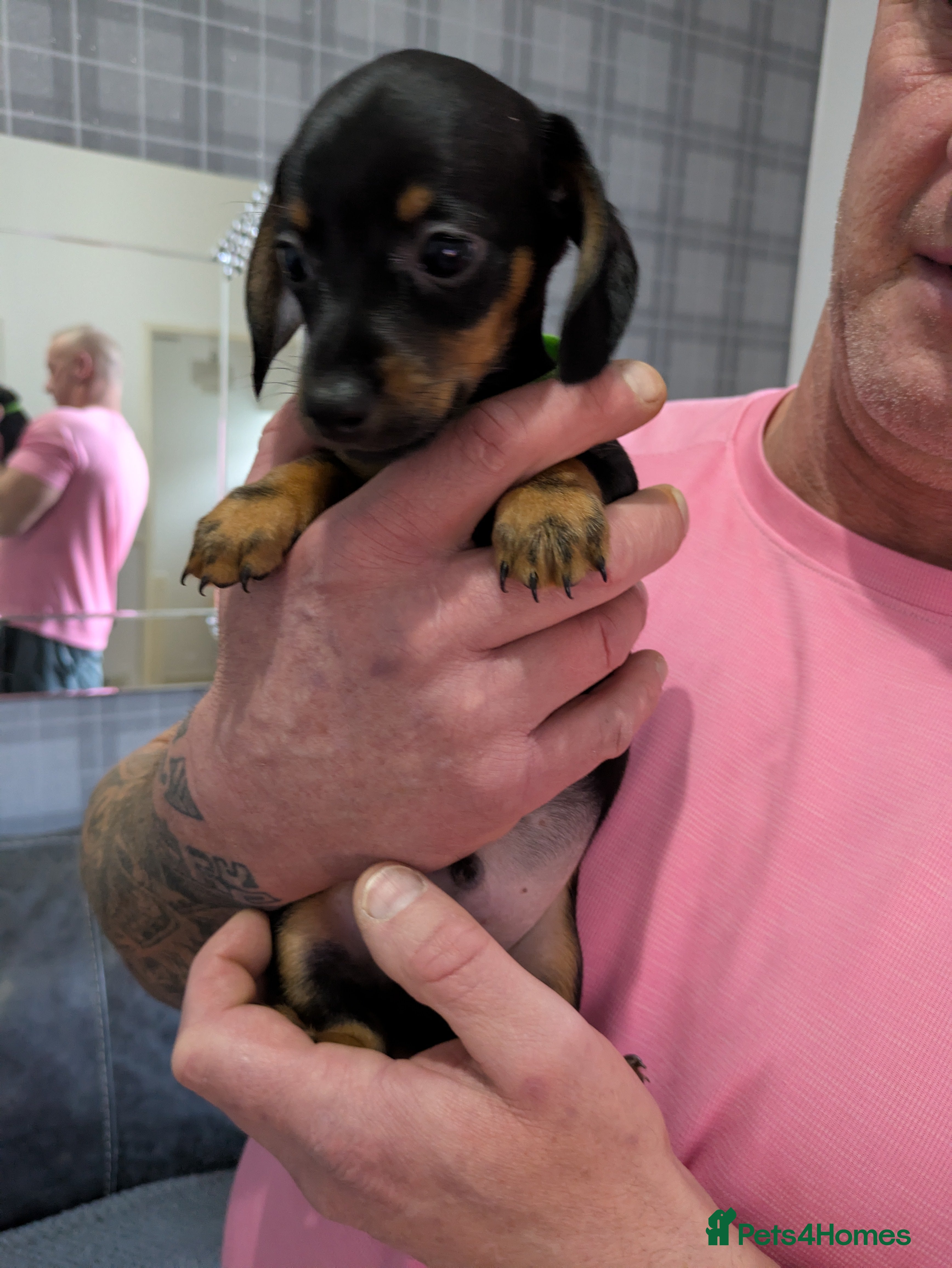 Chiweenie dogs Chiweenie puppy - Advert 6