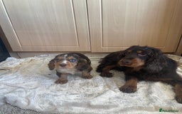 Cocker Spaniel dogs for sale: 🐾Cocker spaniel puppy 🐾 - Advert 1