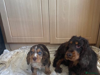 Cocker Spaniel dogs 🐾Cocker spaniel puppy 🐾 - Advert 4