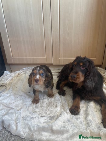 Cocker Spaniel dogs 🐾Cocker spaniel puppy 🐾 - Advert 3