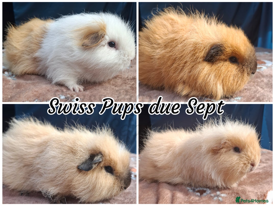 Guinea Pig rodents for sale: Beautiful Baby Guinea Pigs - Image 19