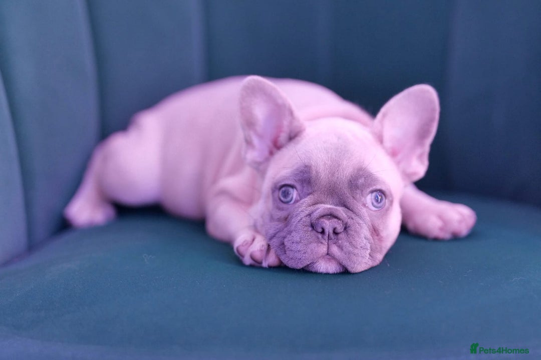 French Bulldog dogs for sale: KC French Bulldog Ready Now ! - Image 2