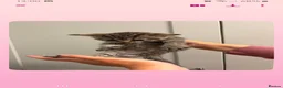 Mixed Breed cats for sale: Grey tabby tortie kittens - Advert 13