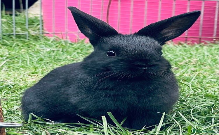 Mixed Breed rabbits - Advert 1