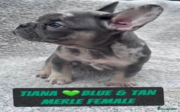 French Bulldog dogs for sale: French bulldog puppies for sale  - Image 3