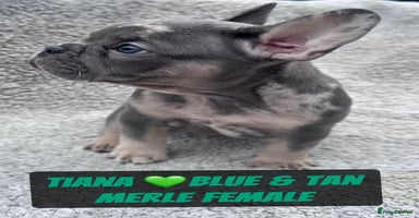 French Bulldog dogs - Advert 1