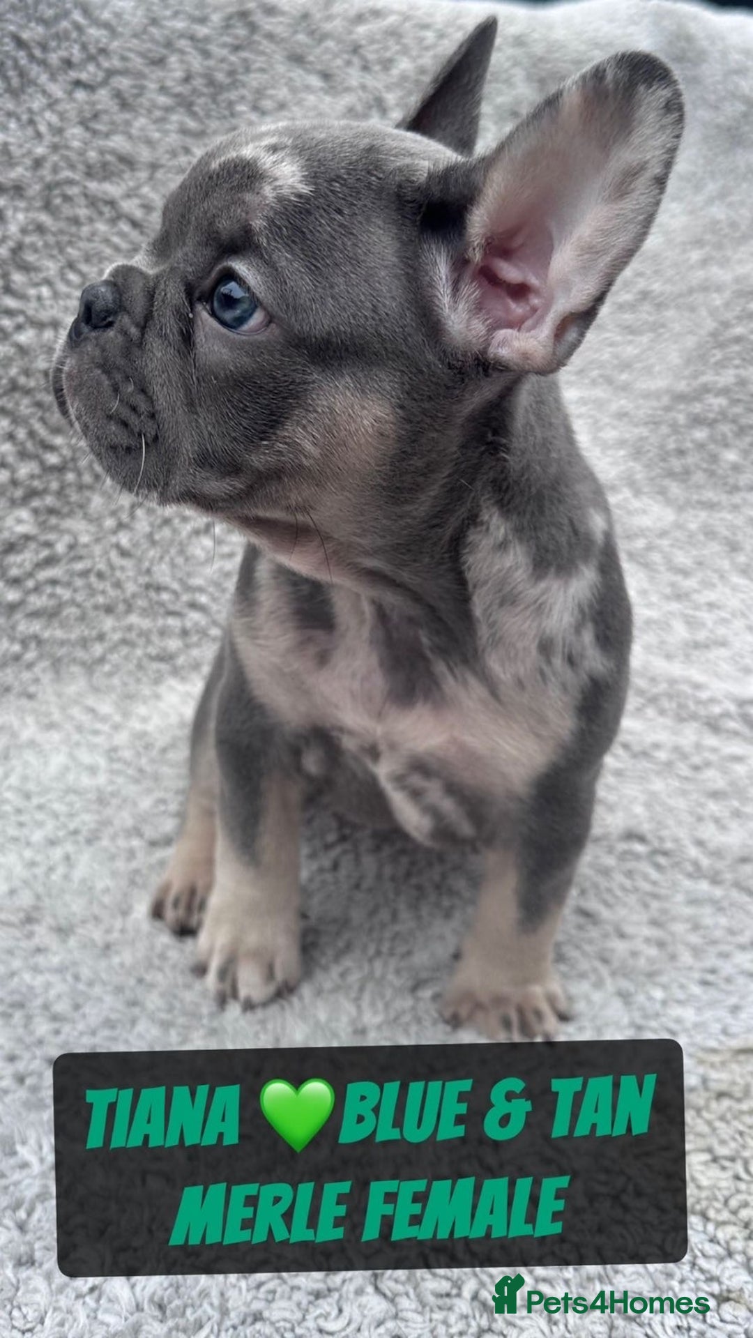 French Bulldog dogs for sale: French bulldog puppies for sale  - Image 3