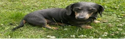 Dachshund dogs for sale: Miniature daschund 5 years old  in Matlock - Advert 3