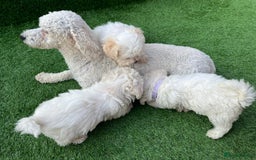 Poodle dogs for sale: Poodles pups for forever home - Image 11