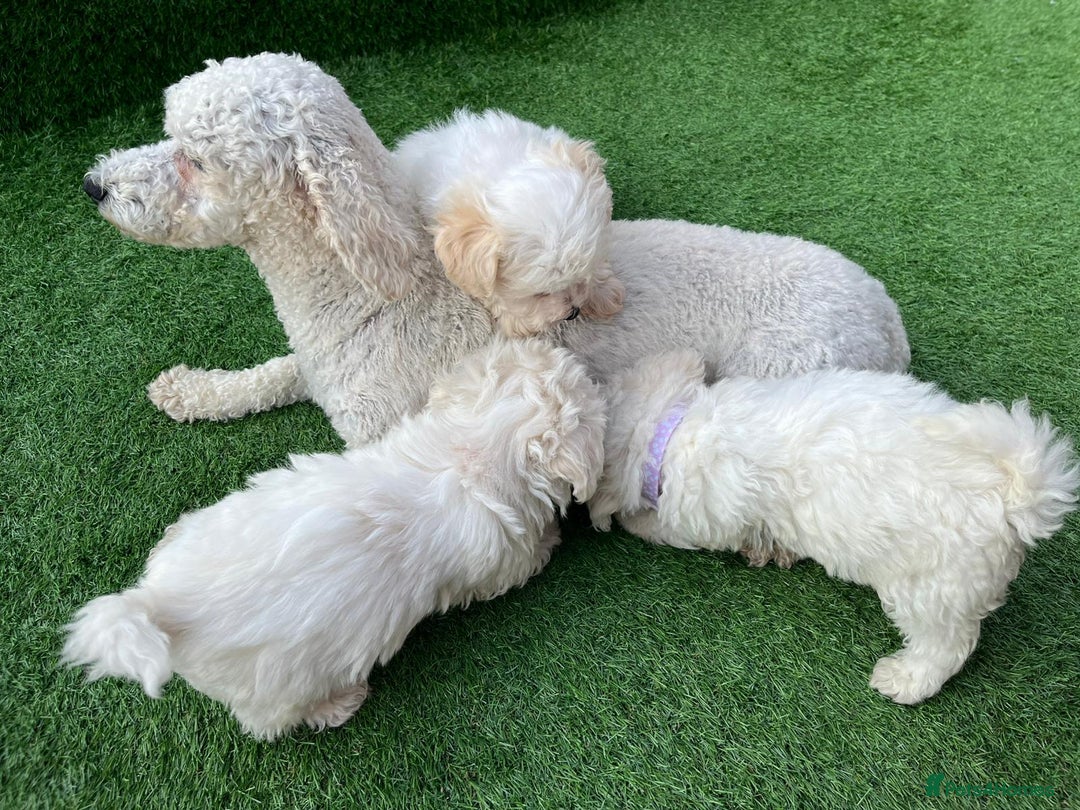 Poodle dogs for sale: Poodles pups for forever home - Image 11