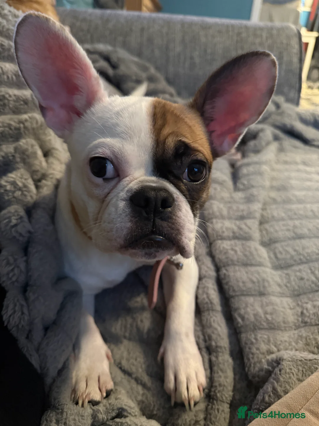 Mixed Breed dogs for sale: Beautiful French bulldog X Boston Terrier female - Advert 7
