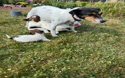 Jack Russell dogs for sale: Pedigree Jack Russell Puppies  - Image 6