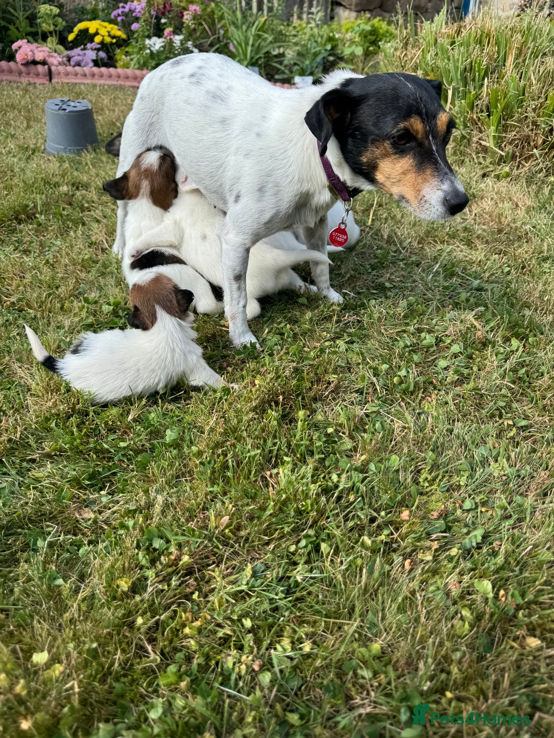 Jack Russell dogs for sale: Pedigree Jack Russell Puppies  - Image 6