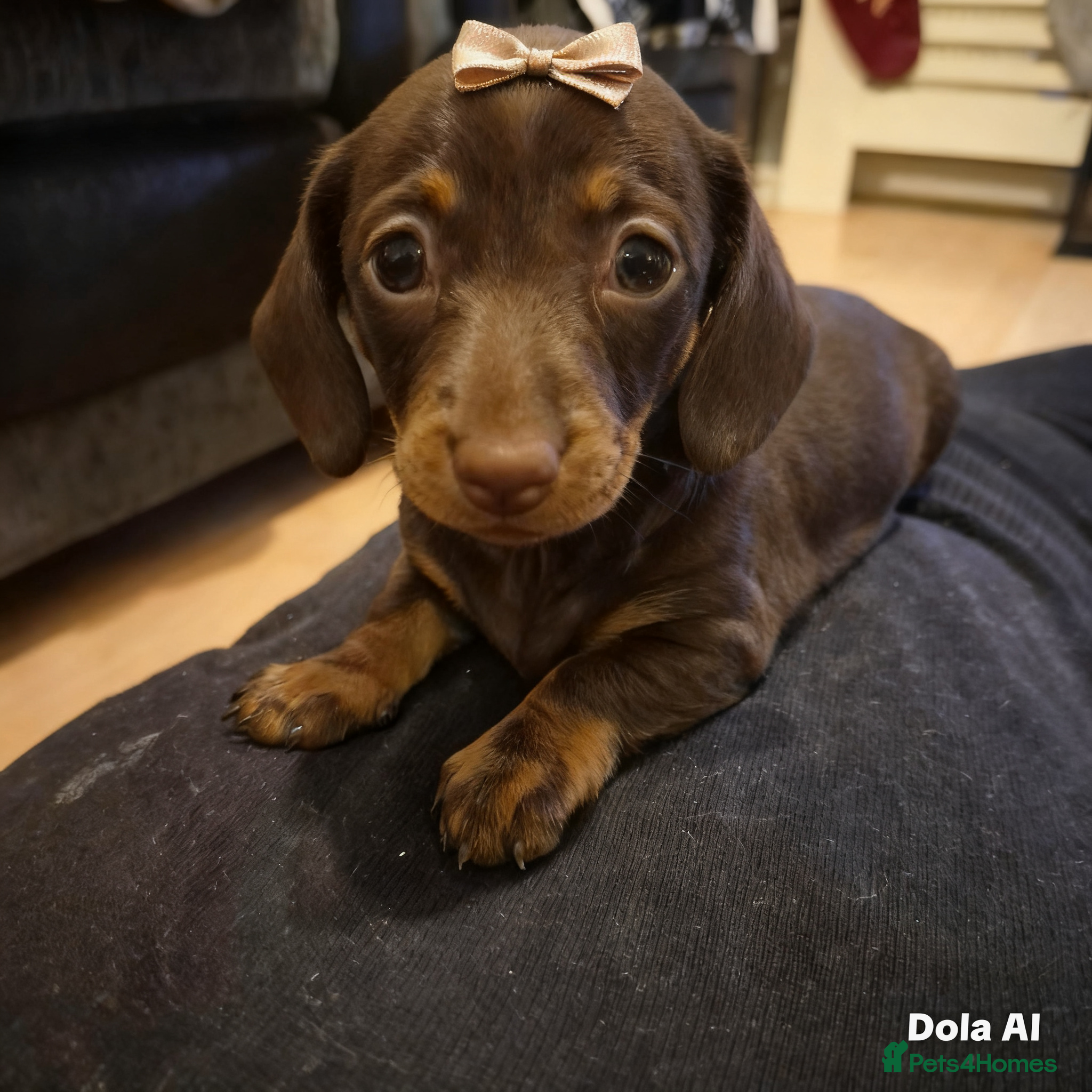 Miniature Dachshund dogs Female miniature dachshund  - Advert 4