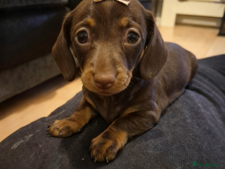 Miniature Dachshund dogs Female miniature dachshund - Advert 4