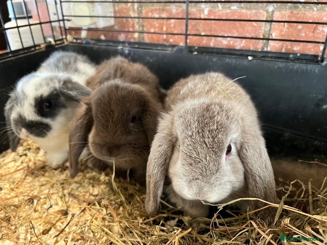 Mini Lop rabbits for sale: Super Friendly Mini Lop Babies - Image 16