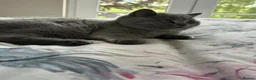 British Shorthair cats for sale: GCCF blue female now available... - Advert 3