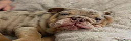 English Bulldog dogs for sale: Beautiful English Bulldog Puppy mabel  - Advert 7
