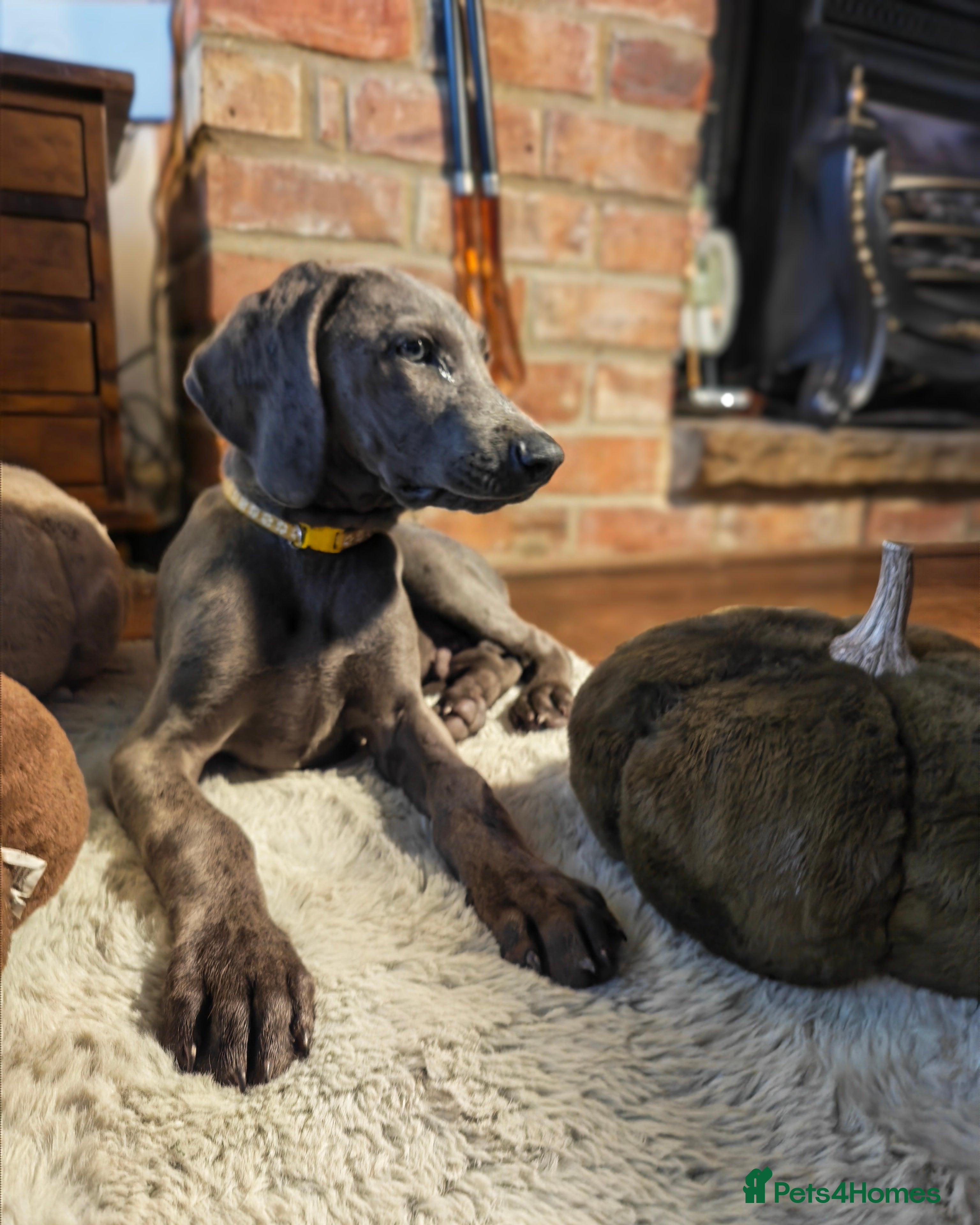 Weimaraner dogs ✨💗 KC REGISTERED WEIMARANER PUPPIES AVAILABLE 💗✨ - Advert 2