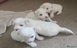 Bichon Frise dogs for sale: Beautiful bichon frise puppies - Image 6