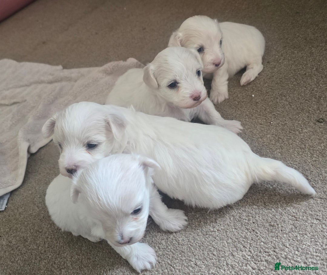 Bichon Frise dogs for sale: Beautiful bichon frise puppies - Image 6