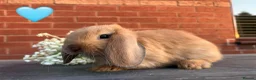 Mini Lop rabbits for sale: 🥕🐰Beautiful mini lops🐰🥕 - Advert 11