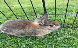 Netherland Dwarf rabbits for sale: Pure Netherland dwarf babies  - Image 2