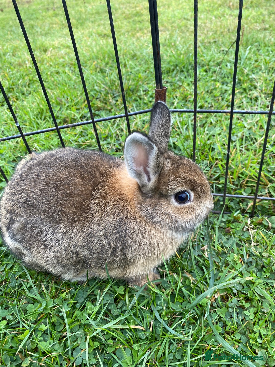 Netherland Dwarf rabbits for sale: Pure Netherland dwarf babies  - Image 2